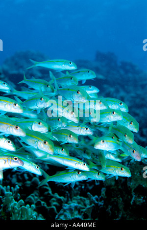 Yellowfin goatfish Mulloides vanicolensis is found in the Pacific often seen in schools over the coral reef Hawaii Stock Photo