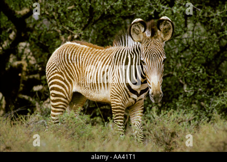 Grevy´s Zebra foal ( Equus grevyi ) - Samburu National Reserve - Kenya Africa / Stock Photo