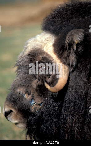 musk ox head long curved horns shaggy warm coat muskox musk oxen ...