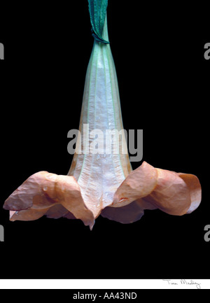 KENYA AFRICA Angels Trumpet flower Brumansia Suaveolens also known as Gabriels Trumpet lasts only one day Datura Stock Photo