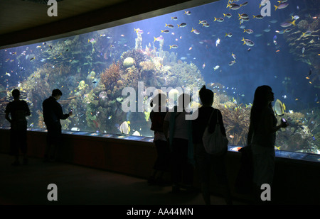 ESP, Spain, Valencia : Europe's biggest aquarium in the city of the arts and science, Ciudad de las Arts Y de las Ciencias. Stock Photo
