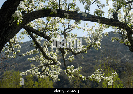 Blooming Peartree Stock Photo