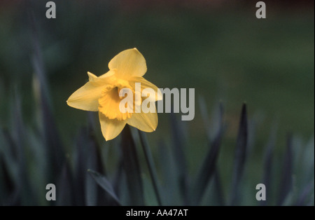 Single daffodil flower against natural background, Sutton, Surrey, England Stock Photo