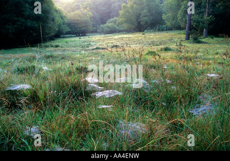 Spider webs covered in dew, New Forest, Hampshire Stock Photo