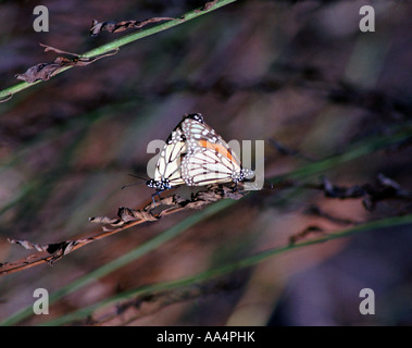 two monarch butterflies Danaus plexippus wintering at Natural Bridges State Beach Santa Cruz California Stock Photo