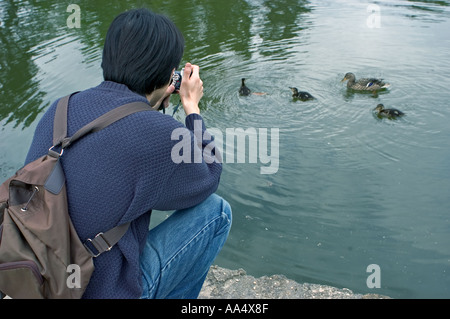 Paris France, Bois de Boulogne Park, Garden Pond with Young Man From Rear, Taking Photos, Wild Ducks, biodiversité urbanisation Stock Photo