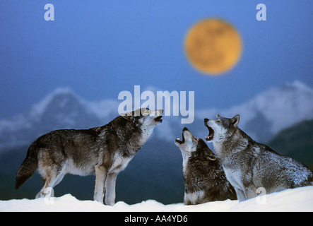 Wolf (Canis lupus). Three adults howling, seen against a mountain range and the full moon Stock Photo