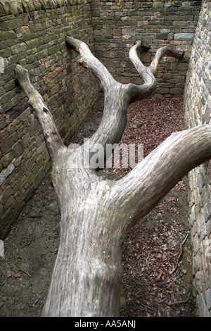 Hanging Trees by Andy Goldsworthy Oxley Bank Yorkshire Sculpture Park Bretton South Yorkshire UK Stock Photo