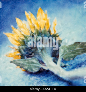 Sunflower Stock Photo