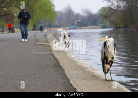 Grey herons, at edge of lake by path with people, Regent's Park London Stock Photo