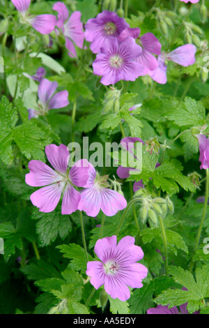 Geranium Sirak AGM starts flowering in late May or Early June Stock Photo