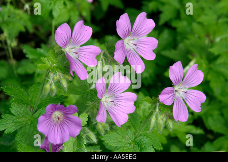 Geranium Sirak AGM starts flowering in late May or Early June Stock Photo