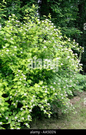 Physocarpus opulifolius luteus in early June Stock Photo
