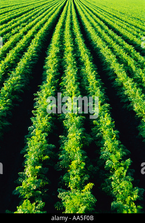 Agriculture - Rows of healthy mature carrots in the field / near Portage la Prairie, Manitoba, Canada. Stock Photo