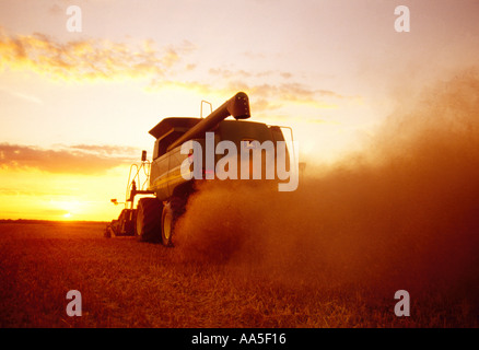 Agriculture - A combine harvests swathed oats in late afternoon sunset light / Manitoba, Canada. Stock Photo