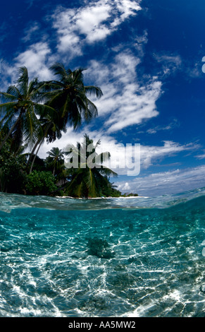 Palm trees seen from below a tropical lagoon Stock Photo