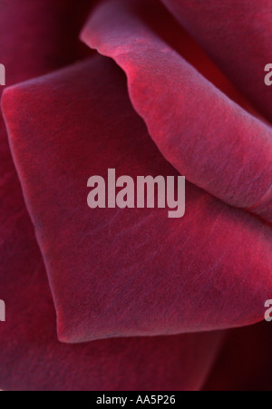 Close up of dark red rose petal velvety texture Stock Photo