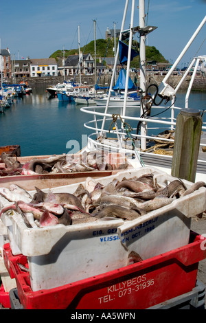 The port side of Ilfracombe showing the catch of the day and the landscape beyond. Stock Photo