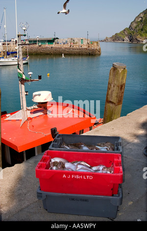 The port side of Ilfracombe showing the catch of the day and the landscape beyond. Stock Photo