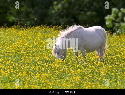 A miniature white pony in a field of yellow buttercups with the background thrown out of focus Stock Photo