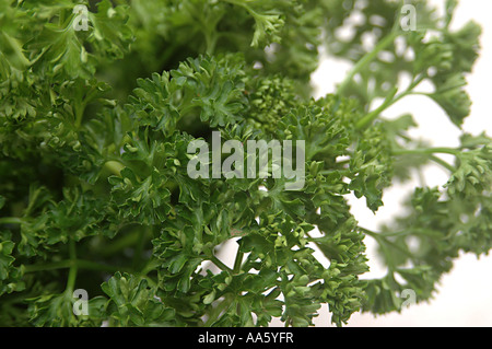 ANG103760 Food Parsley used for garnishing Green leaves Stock Photo
