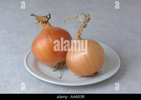 ANG103821 Food two root Onions in white plate Stock Photo