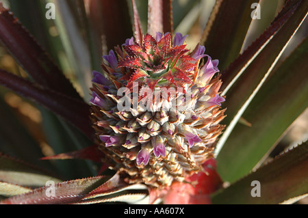 Pineapple plant tree with flower - ang 104068 Stock Photo