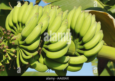 Banana botanical name musa paradisiaca M balbisiama M cavendishii Family Musaceae Flowering head of bananas fruit plantation Stock Photo