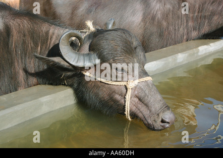 Buffalo drinking water from trough Stock Photo