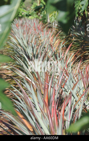 Pineapple Botanical Name Ananas comosus L Merr Family Bromeliaceae Pineapple plantation Pineapple fruit Stock Photo