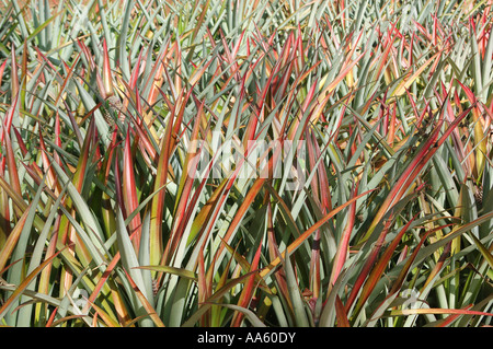 Pineapple fruit plant cultivation, India Stock Photo