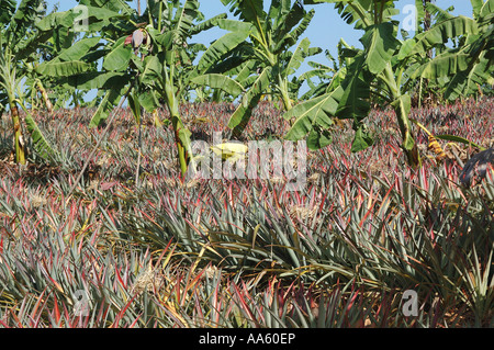 Pineapple and Banana fruit plant cultivation, India Stock Photo