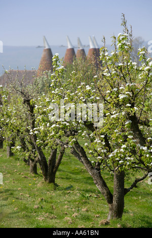 Apple orchard with blossom and oast houses Kent Stock Photo