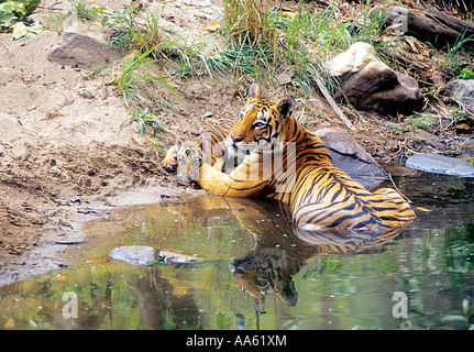 Royal Bengal Indian tiger with cub baby cooling in waterhole pond,  Sunderbans National Park, Wildlife Sanctuary, West Bengal, India, Asia Stock Photo