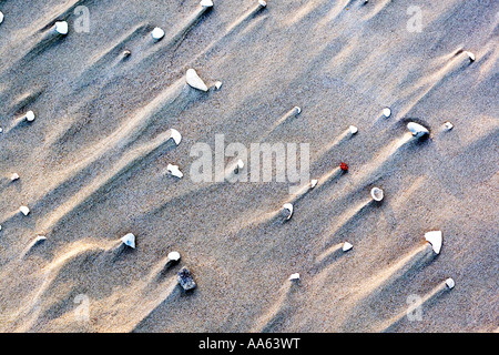 A close up of the Baltic Sea beach, Close-up of shells in sand Stock Photo