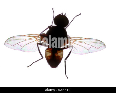 house fly Musca domestica housefly Stock Photo