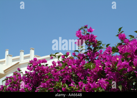 Purple Flowering Bracts of Bougainvillea Scrambling Climber Shrub with Apartment Building in Alvor Town Algarve Portugal Stock Photo