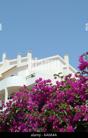 Purple Flowering Bracts of Bougainvillea Scrambling Climber Shrub with Apartment Building in Alvor Town Algarve Portugal Stock Photo