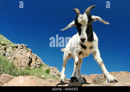 An escaped domesticated goat climbs on rocks at Mission Trails Regional Park in San Diego, California, USA Stock Photo