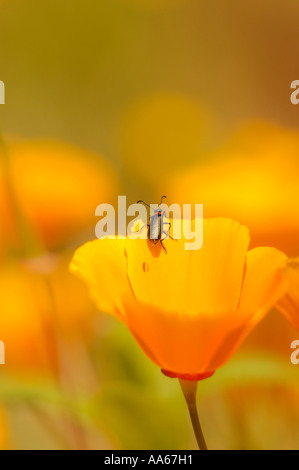 Insect on California Poppy (Eschscholzia californica) at Mission Trails Regional Park, San Diego, California, USA. Stock Photo