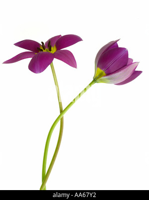 Two Purple Tulip flowers entwined around each other Stock Photo