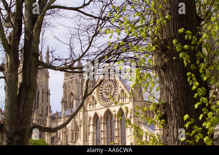 New leaves sprouting on trees in springtime frame York Minster's Rose Window in the background Stock Photo