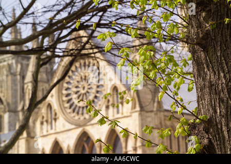 New leaves sprouting on a tree in springtime, with York Minster's Rose Window in the background Stock Photo