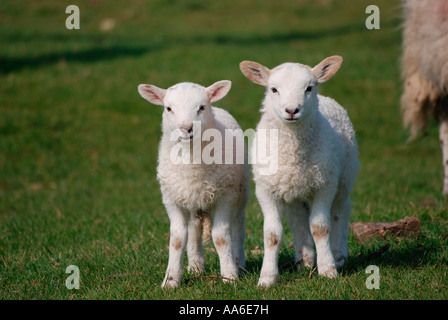 Sheep and lambs in a Northamptonshire field Stock Photo