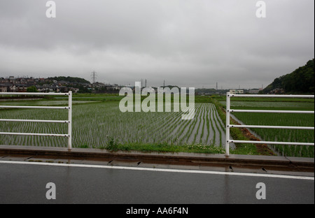 Rice paddy in Nagareyama City, Chiba Prefecture, Japan. Stock Photo