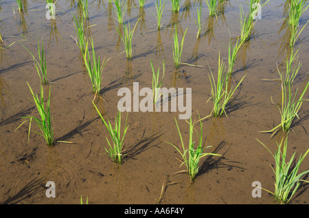 Rice paddy field in Nagareyama City, Chiba Prefecture, Japan. Stock Photo