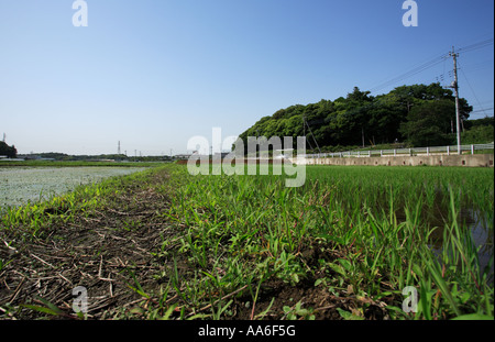 Rice paddy in Nagareyama City, Chiba Prefecture, Japan. Stock Photo