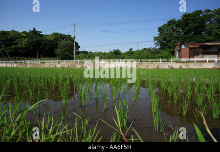 Rice paddy in Nagareyama City, Chiba Prefecture, Japan. Stock Photo