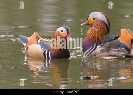 Two male mandarin ducks swimming on a lake in Kent, UK. Two ducks with ...