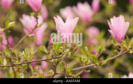 Blossoming tulip magnolia (Magnolia x soulangiana) Stock Photo